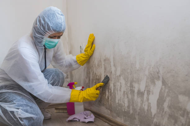 Mold Testing and Removal in Mesilla, NM
