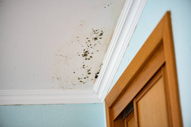 Mold Removal Process in Mesilla, NM