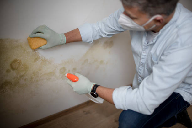 Best Mold Removal Process  in Mesilla, NM