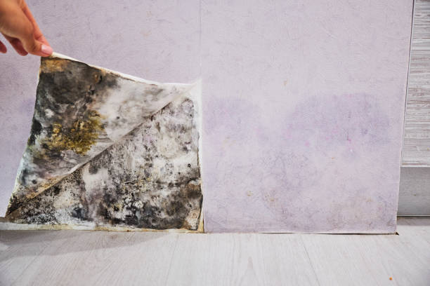 Best Mold Testing and Removal  in Mesilla, NM